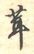 位置定マレル茸