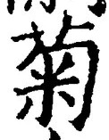 글자 菊