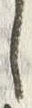 Character 金