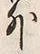 Character 外