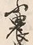 Character 農