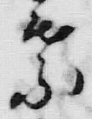 文字葉