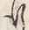 “懸”字