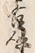 「古」字