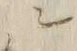 “ン”字