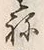 Character ね