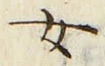字女