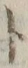 字ト