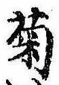 已定位菊