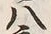 “八”字