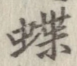位置定マレル蝶