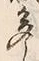 「多」字