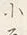 “マ”字