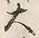 𡨸大