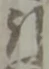 Chữ 引
