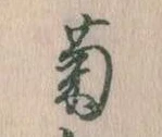 已定位菊