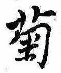已定位菊