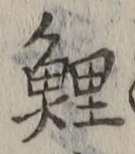 Character 鯉