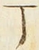 文字丁