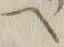 “ホ”字