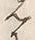 𡨸先