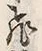 「飛」字