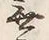 「無」字