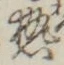 「熱」字