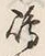 Character 嶋