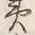 Character 蝦