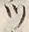 「ツ」字