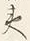 文字夷