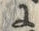 “貝”字