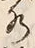 文字水