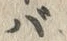 字バ