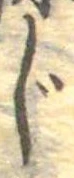 Located じ