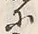 文字疱