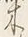 「樹」字