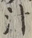 字汁