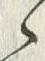 Character 里