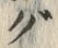 文字 ぐ