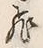 「飛」字