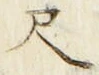 字尺