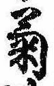 已定位菊