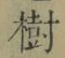 「樹」字