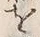 「畑」字