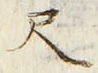 字尺