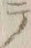字セ