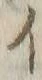 「ツ」字