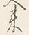 Character 州
